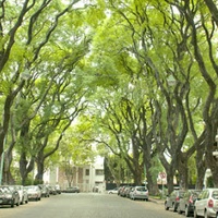 Imagen para la entrada La ciudad no es un árbol -Christopher Alexander-