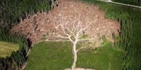 Imagen para el proyecto La ciudad no es un árbol. CHr ALEXANDER.
